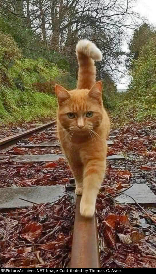 Ginger Cat Demonstrates "Purrfect Balance"